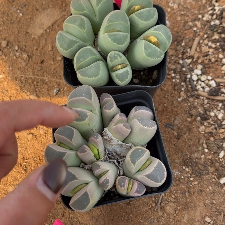 苗***～068号两盆88888888888