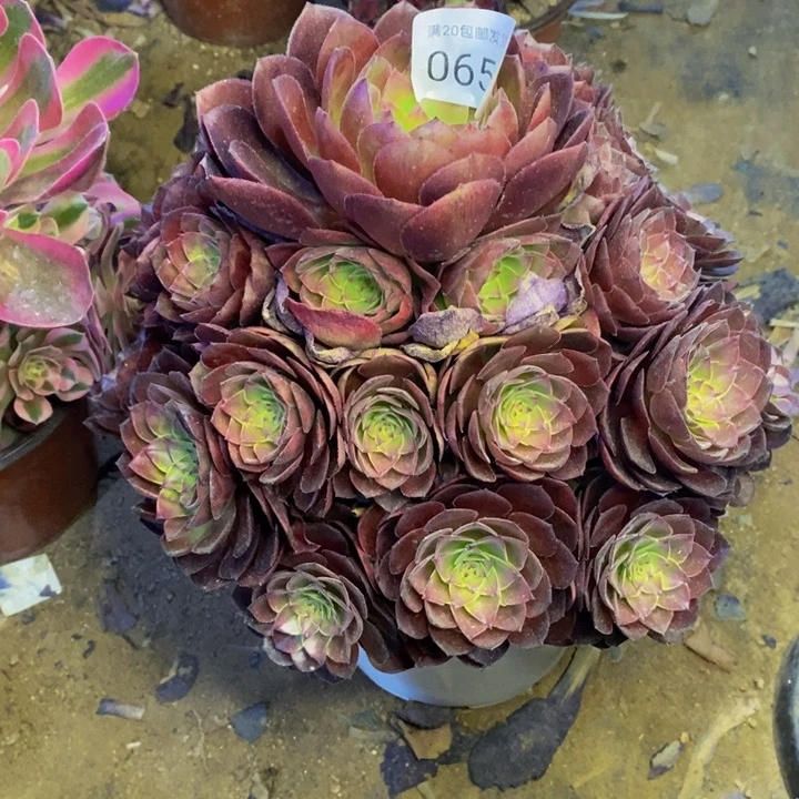 桃花石多肉断头不包0654