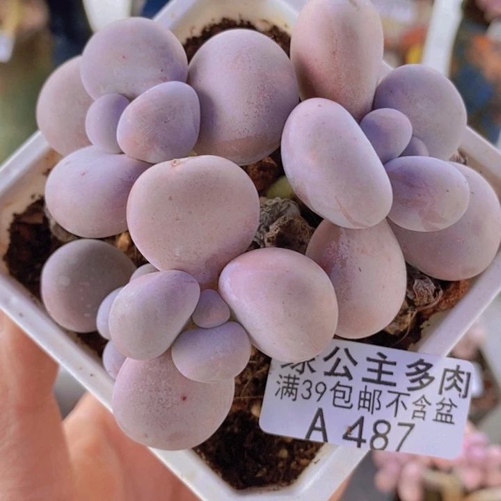 水光针奶酪8cm487多肉植物