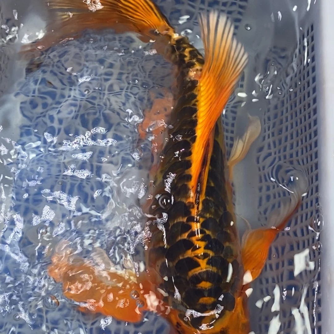 锦鲤冷水锦鲤包邮