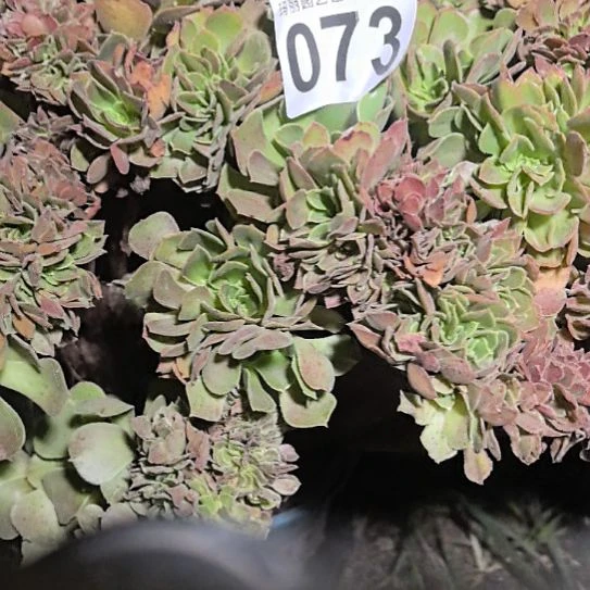 ****缺073万缀花花法师外卖