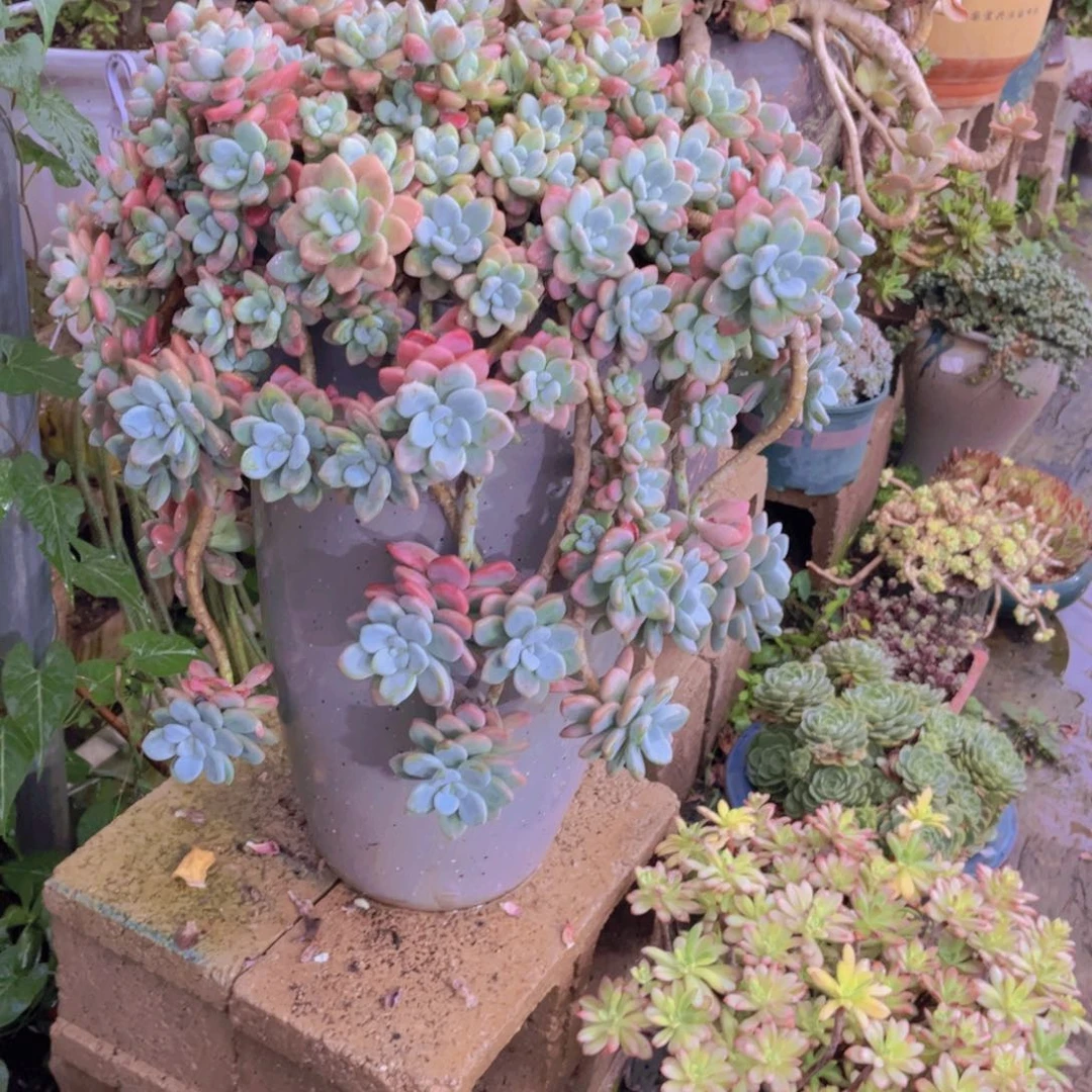 吴***顺多肉植物保护研究所