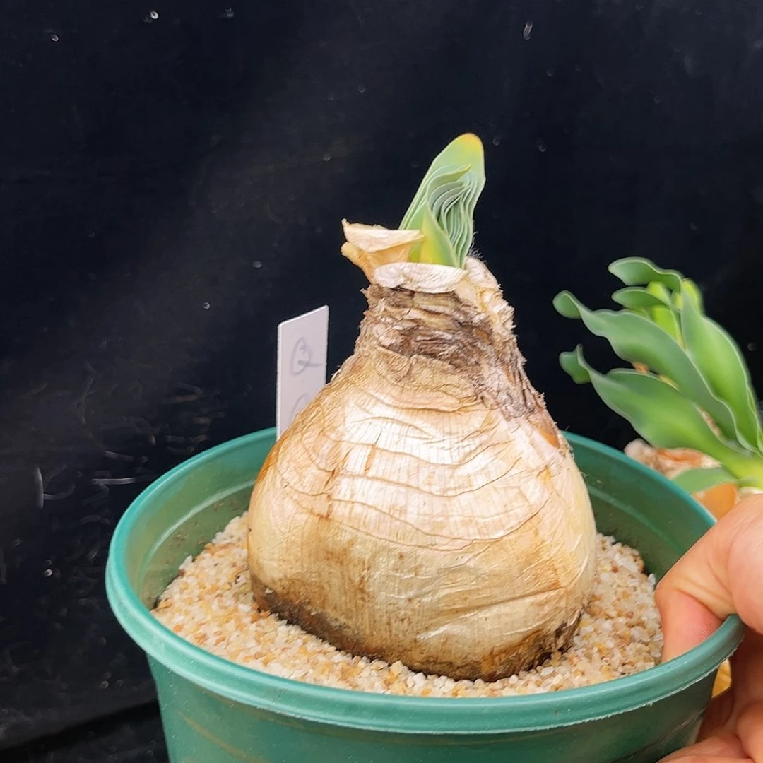 吃****君巨凤之卵Q8升级补差价