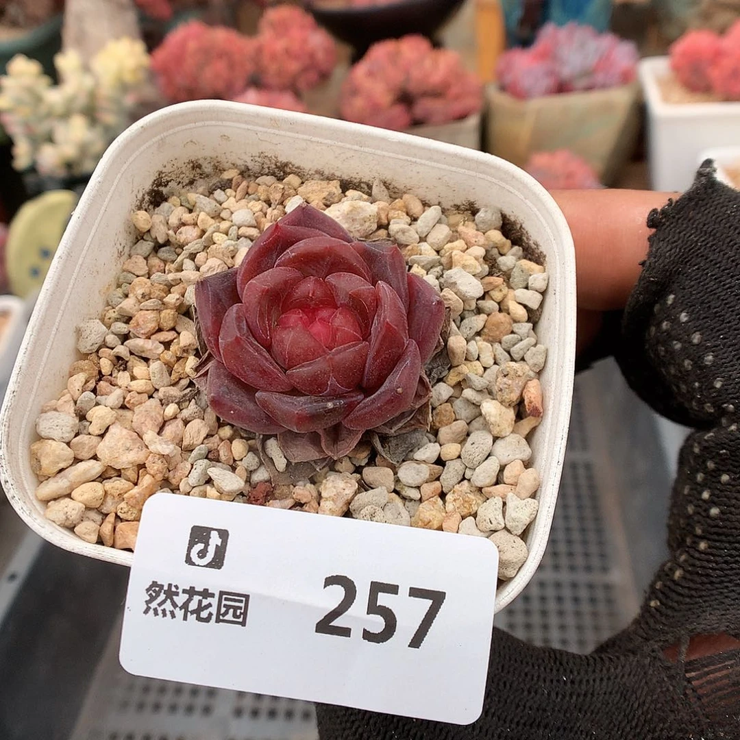 257琥魄多肉植物6666