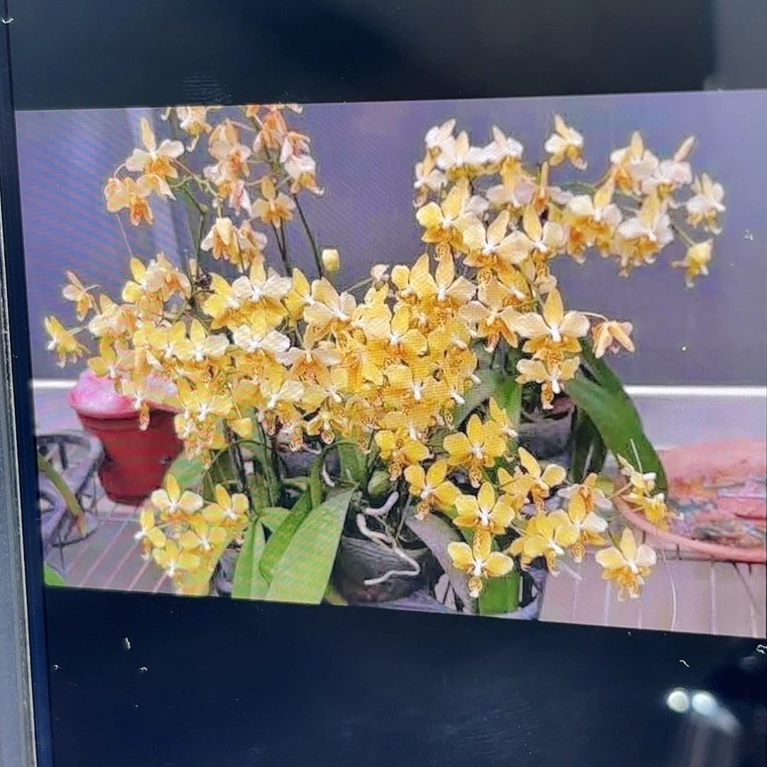 当前无花栽培后可以开花多侧苗黄史