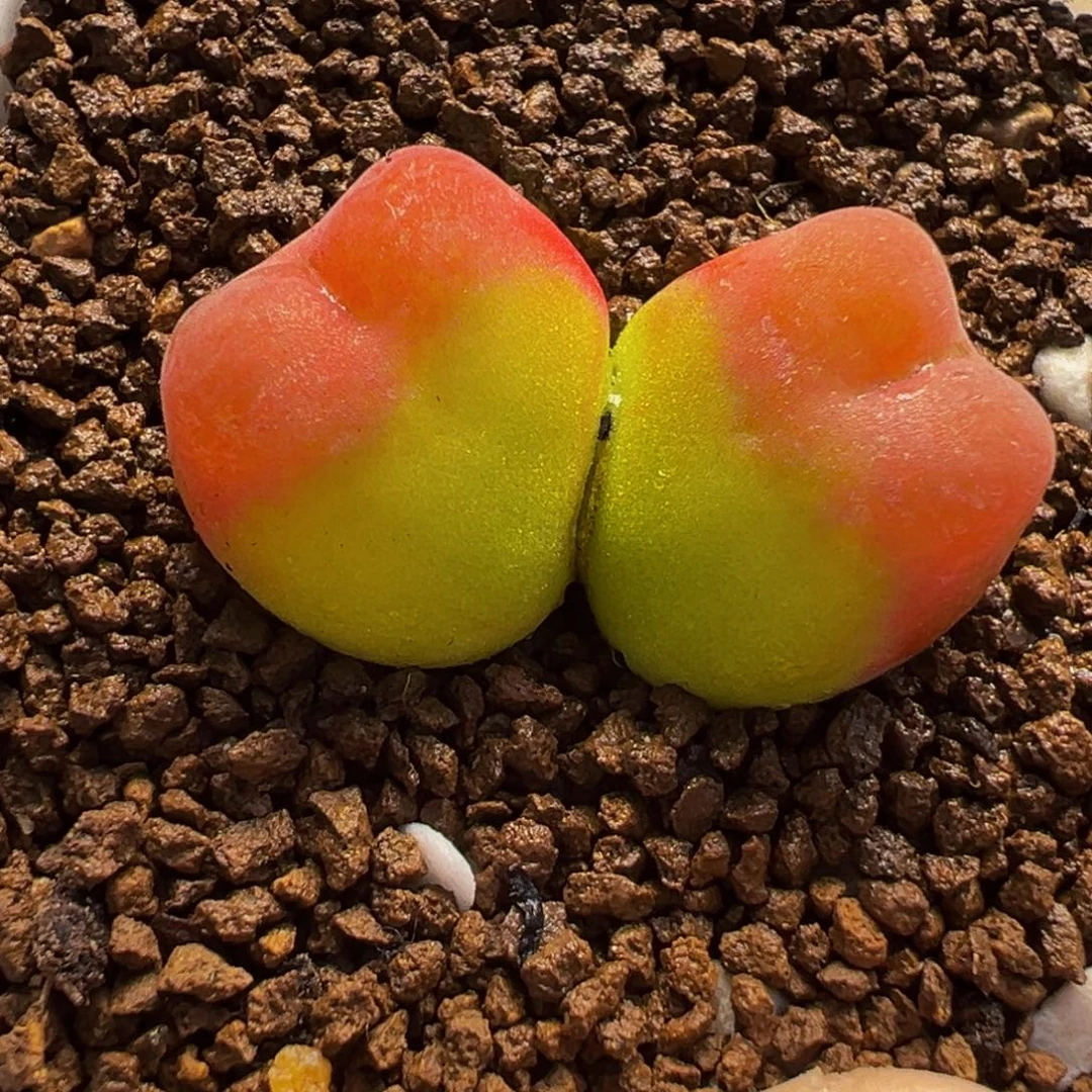 258多肉植物种类和