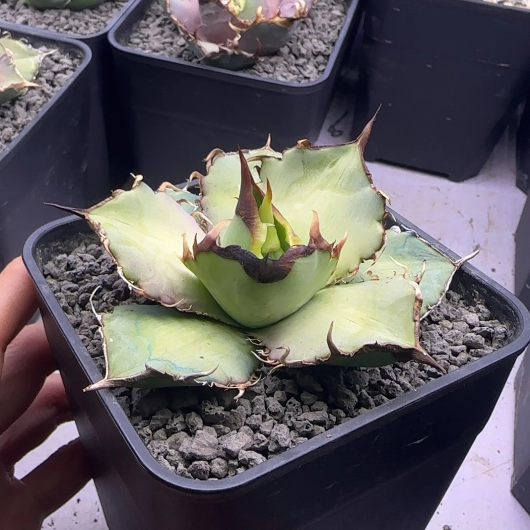 实生仁王冠龙舌兰3