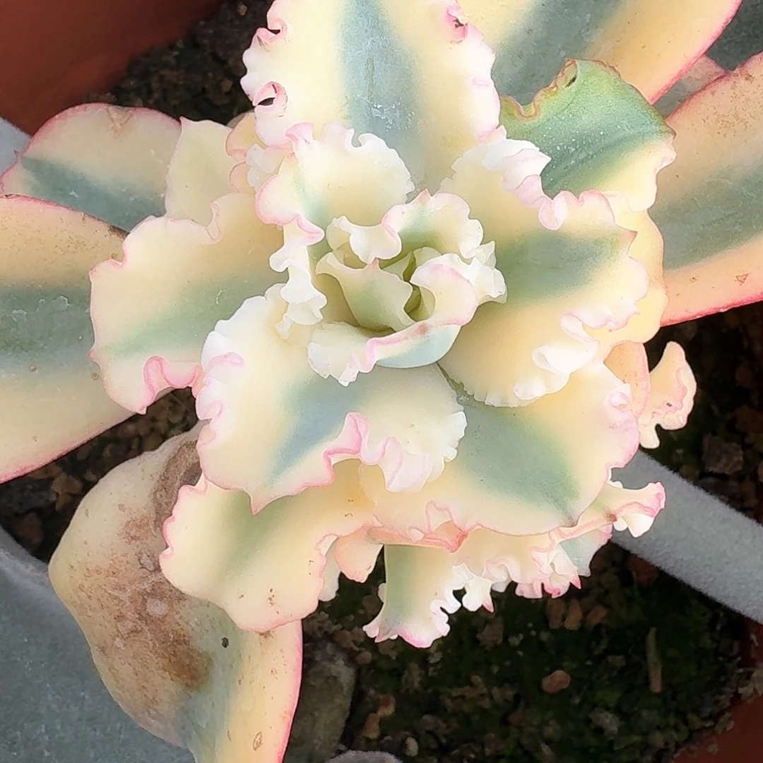 水瓶座锦单头或侧芽