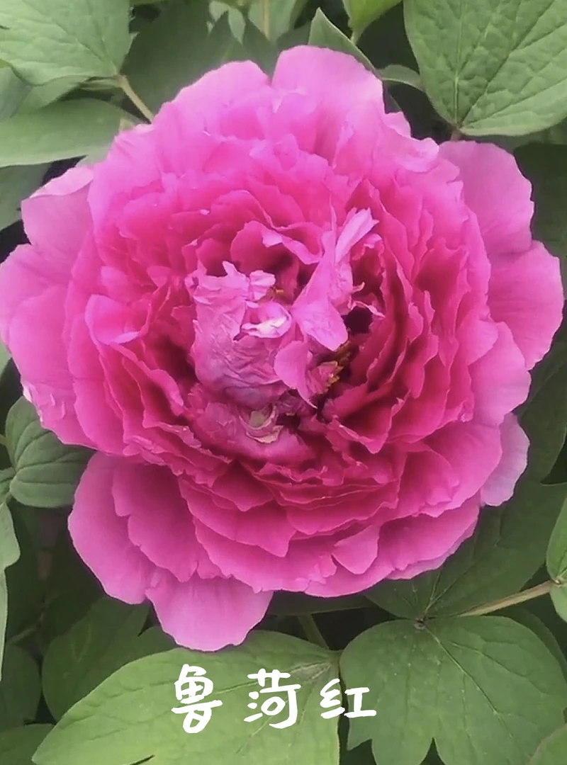 【鲁荷红】老盆养盆栽牡丹 原盆原土发货庭院阳台牡丹