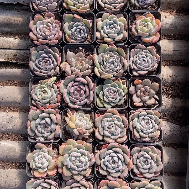 直播福利一物一拍418