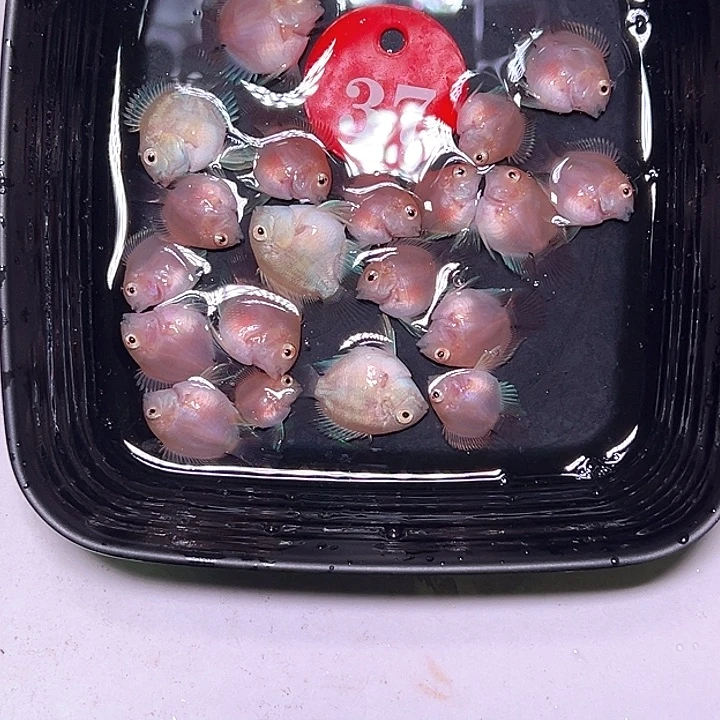 鹦鹉鱼37号，10-10胭脂粉