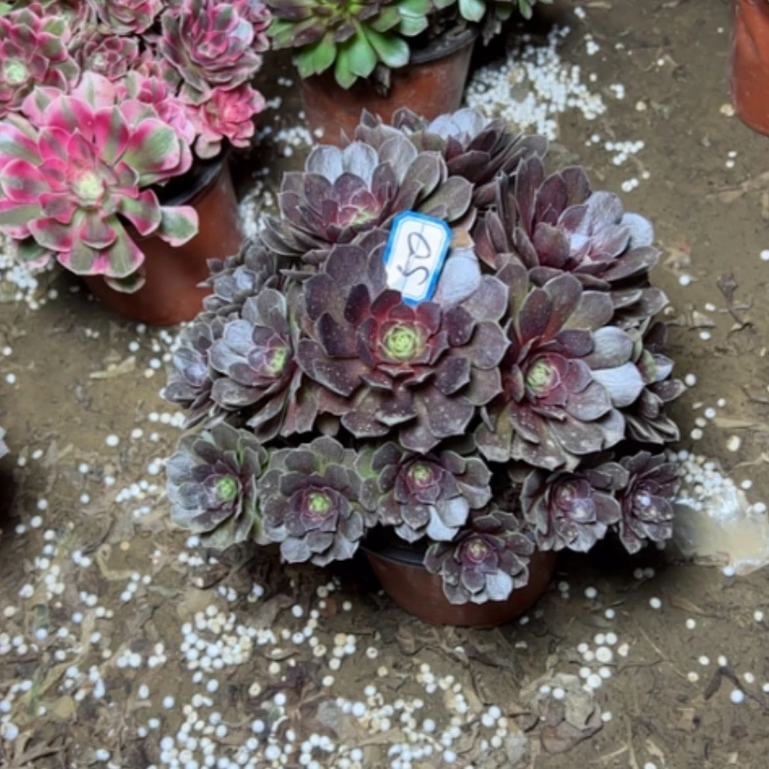 【闪购商品】黑魔50