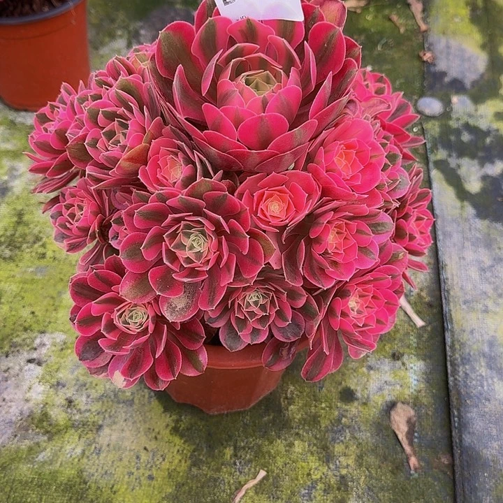 000000000000422女巫