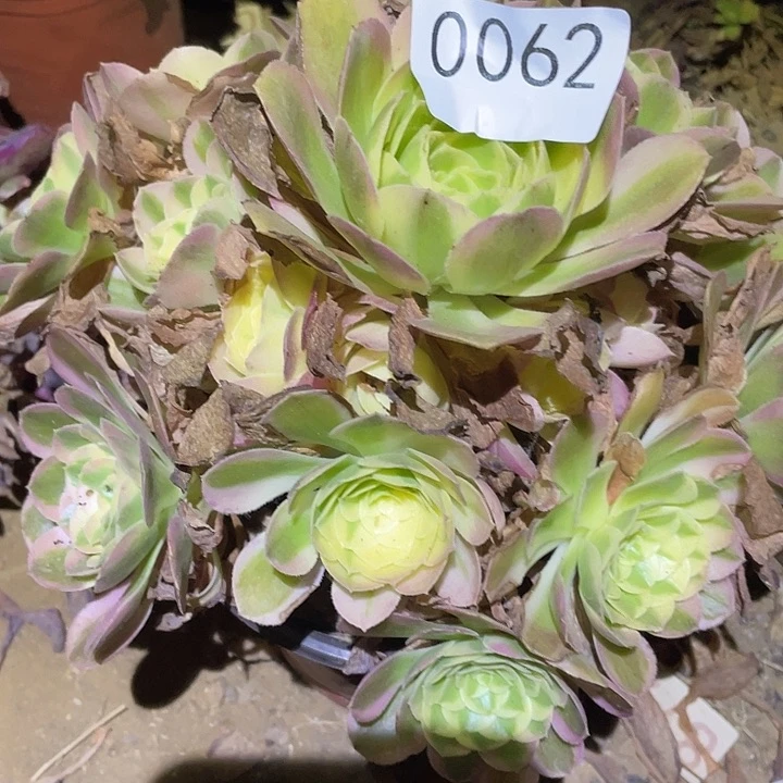 多肉植物法师62玉姿