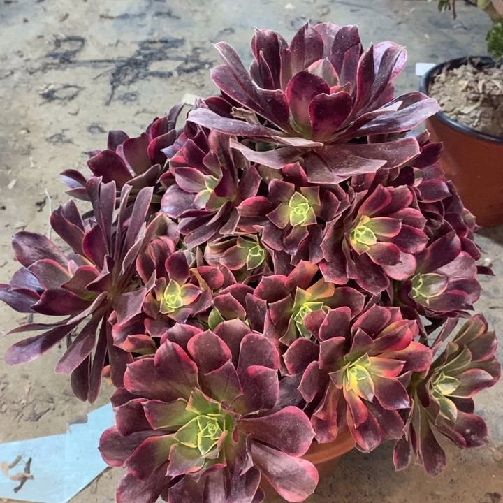 金丝雀多肉植物26。