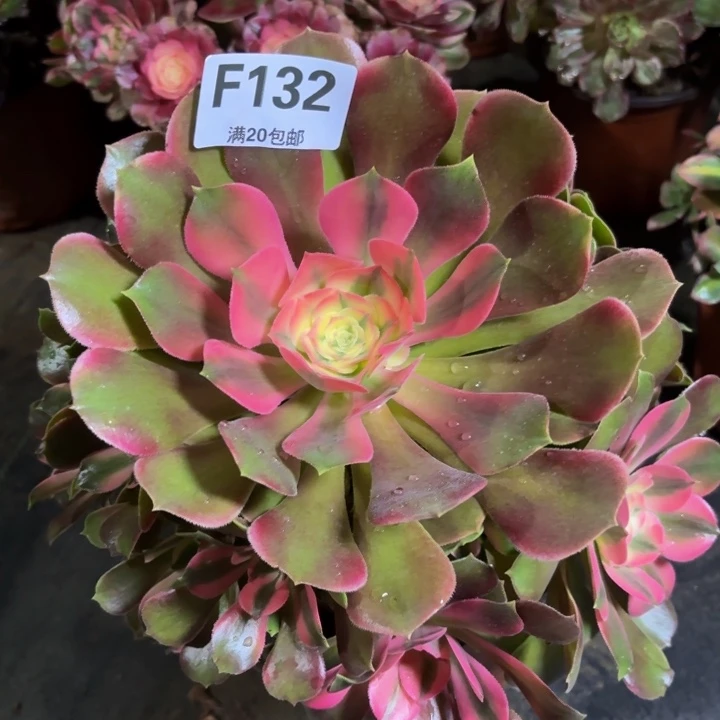 瑞妈多肉植物，132.香妃