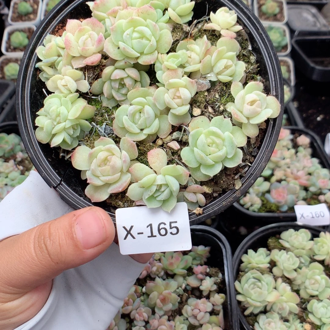 无花朵X165英语英语
