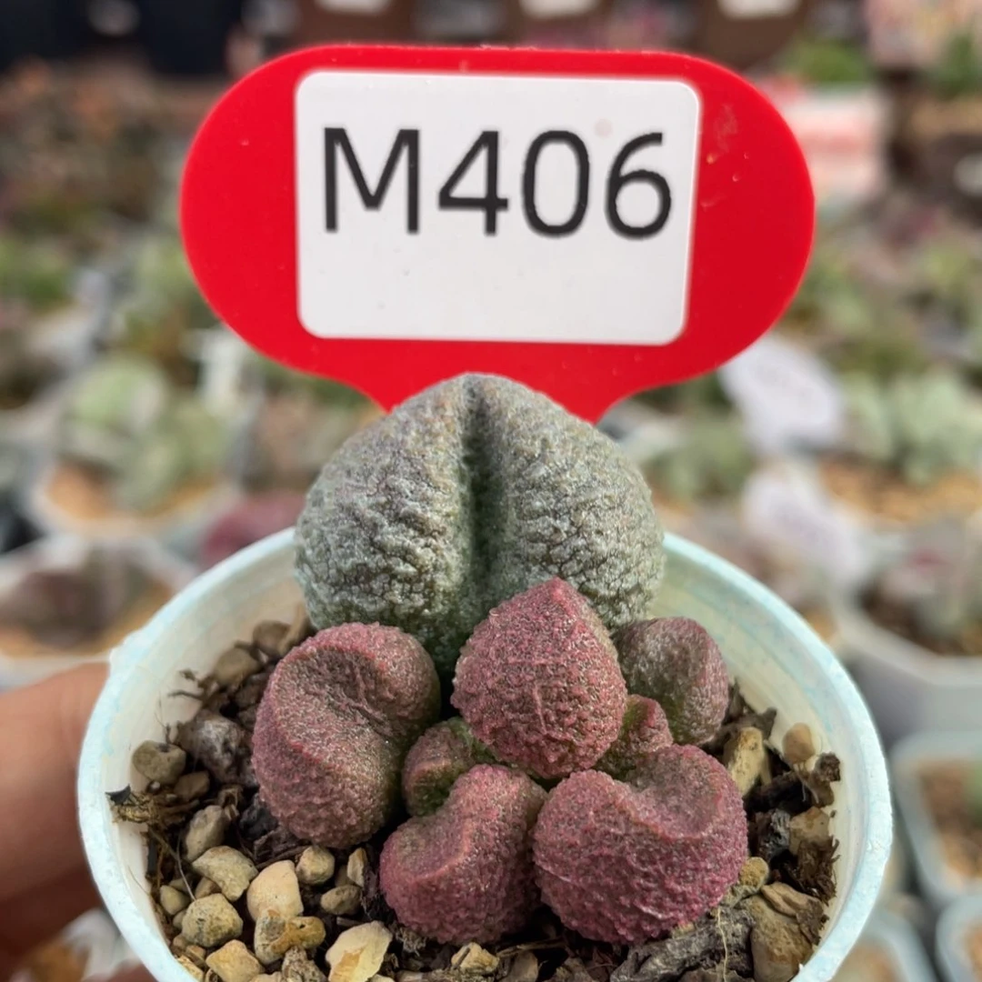 涟*    水蜜桃。   406。