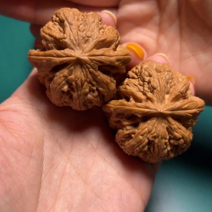 核桃43尺寸平谷大粗筋