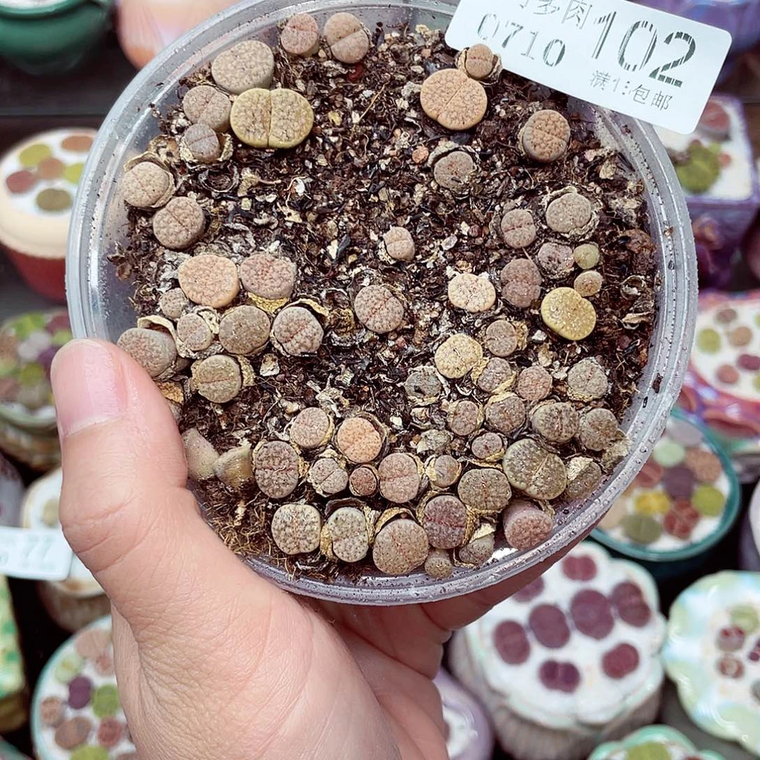 生石花18包邮0710-102