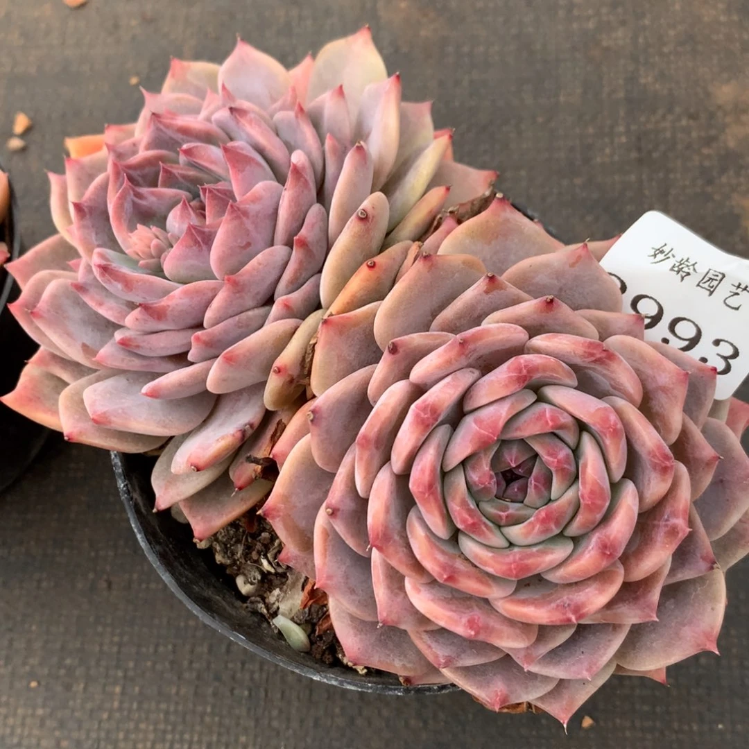 2993杂交多肉植物