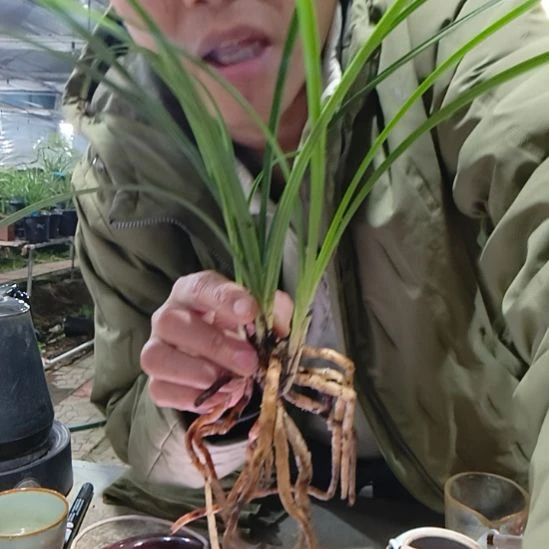 不***离完全开放江南新极品蕙兰