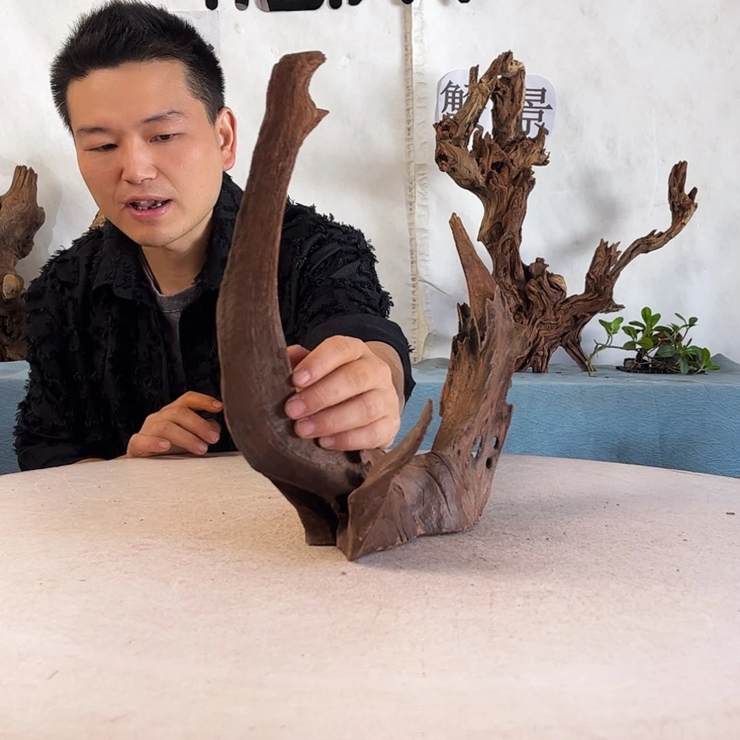 沉木造景爬宠造景