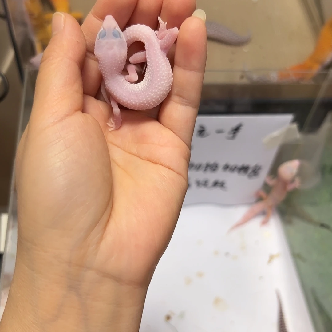 豹纹守宫豹纹守宫