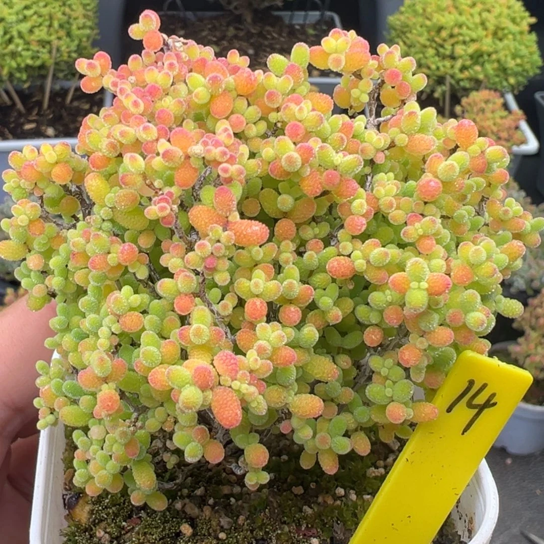 蜜橘糖球14号6.5cm盆