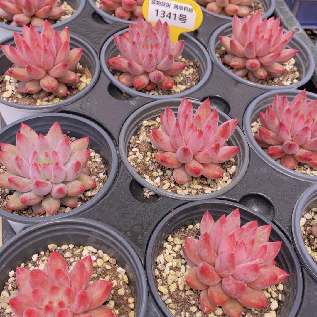 1341号 虞美人单头一个