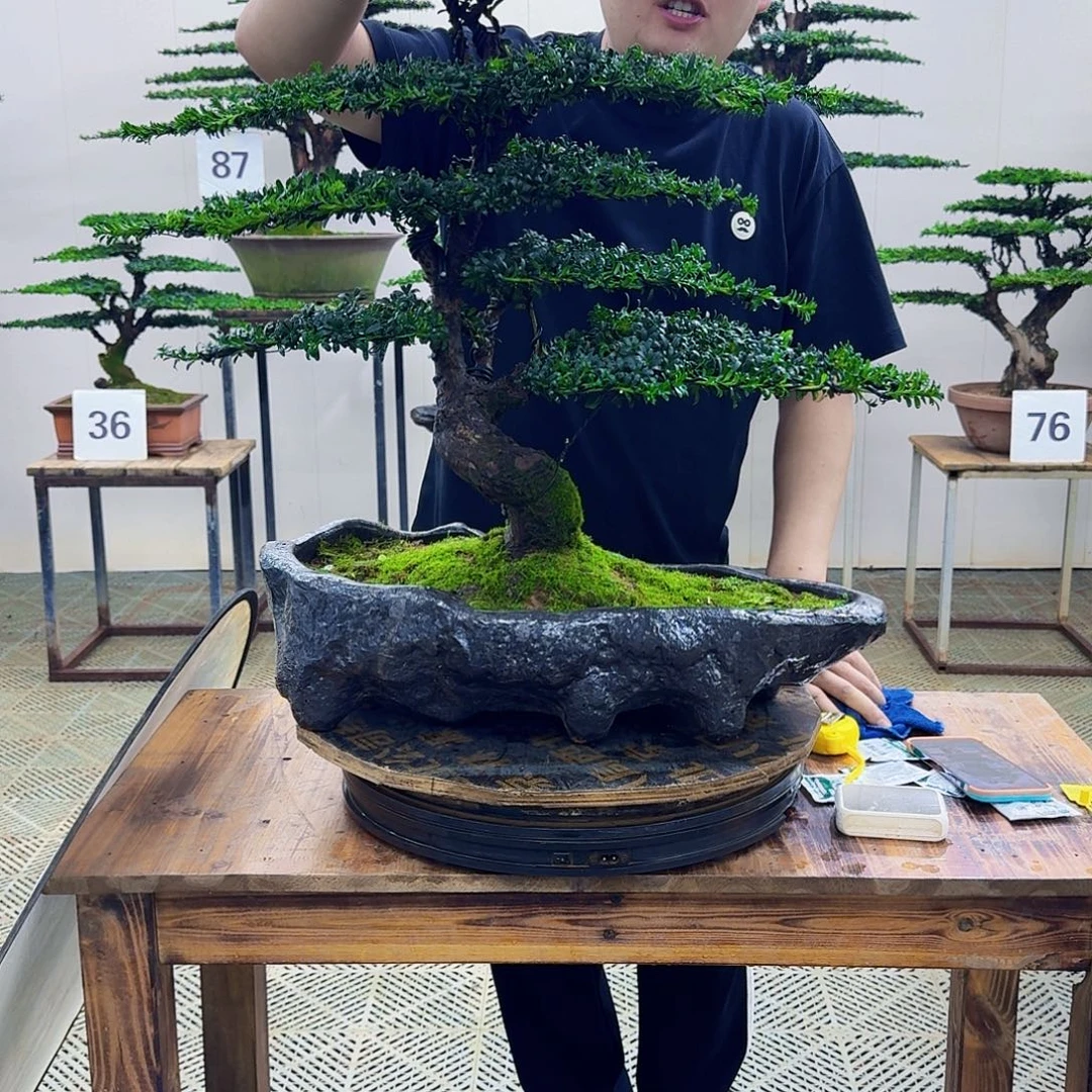无花朵珍珠罗汉松造型盆景