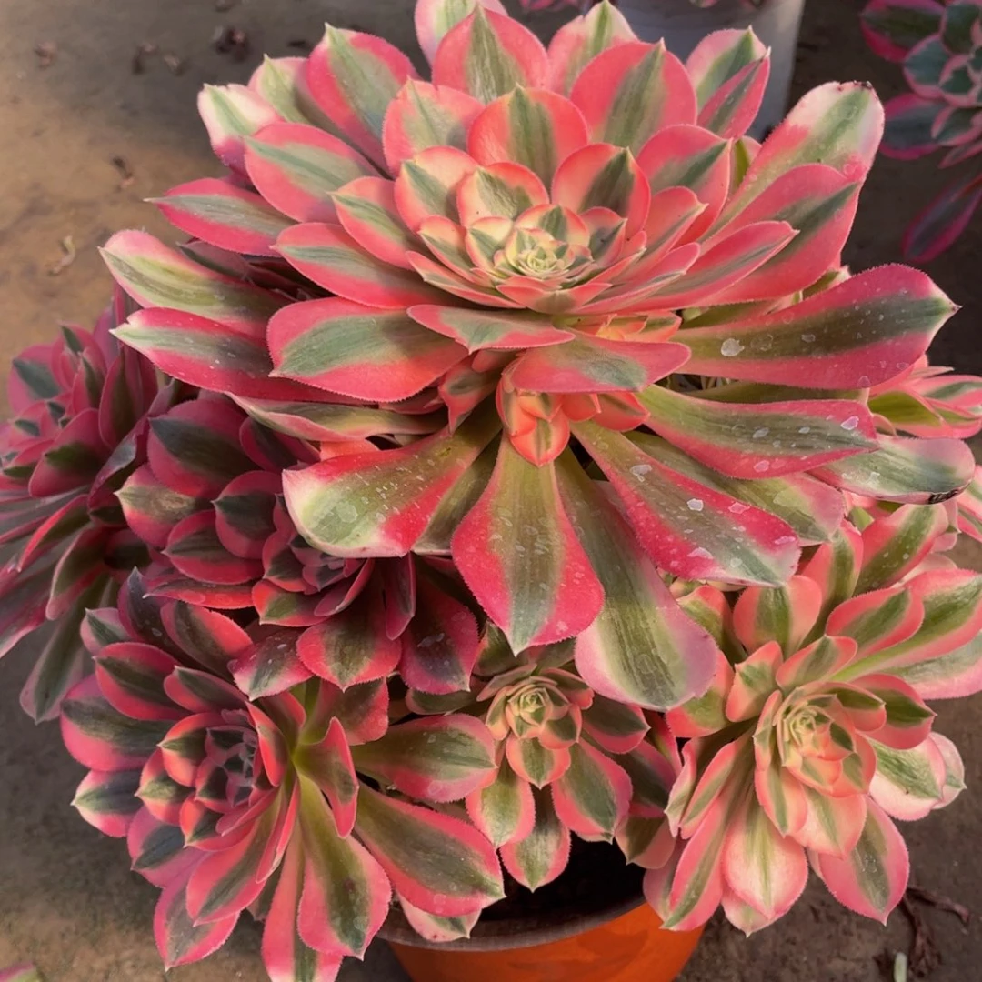 045粉女巫精品法师多肉