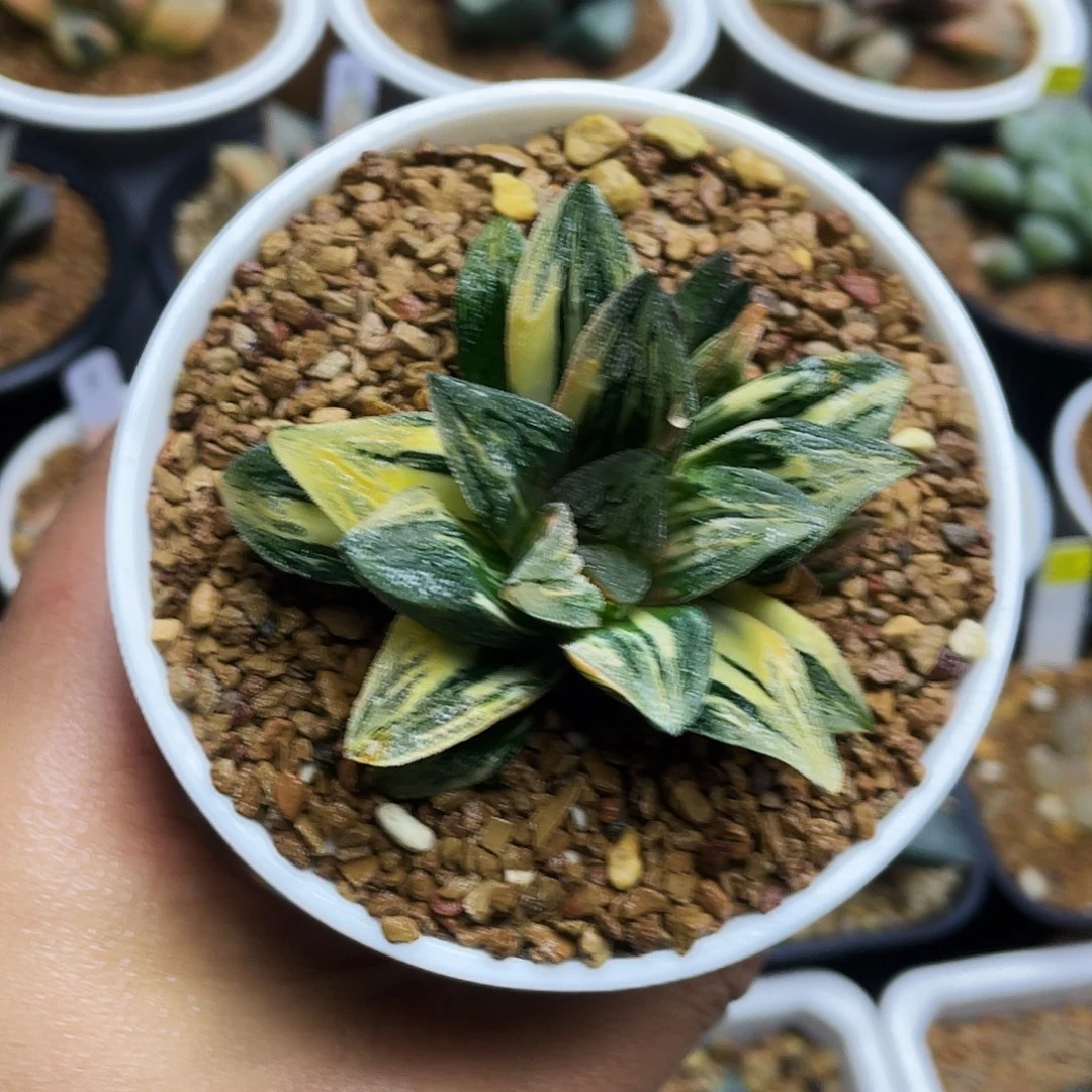 毛蟹寿锦非组十二卷