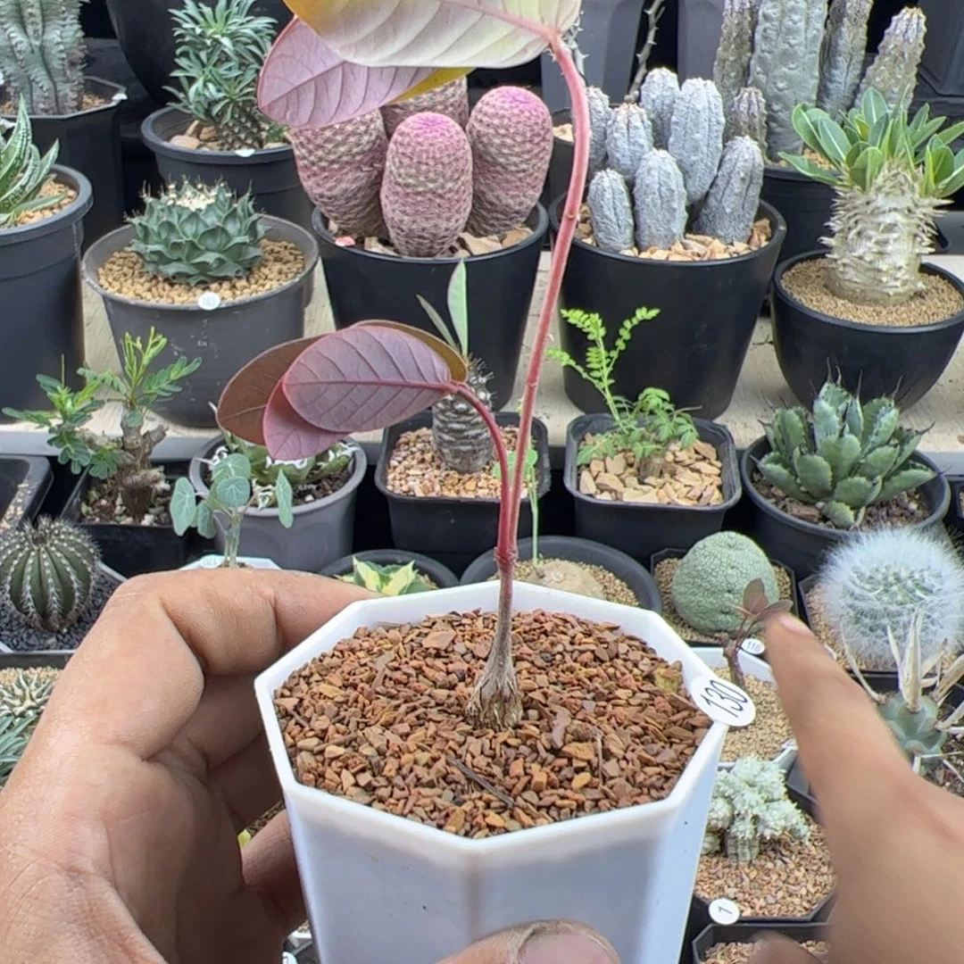 奇异油柑实生一物一拍带盆发