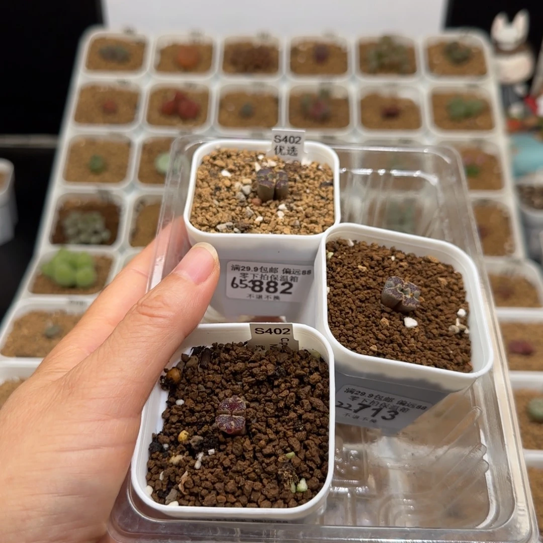 j***a肉锥多肉植物组合-蝴蝶1021有疤