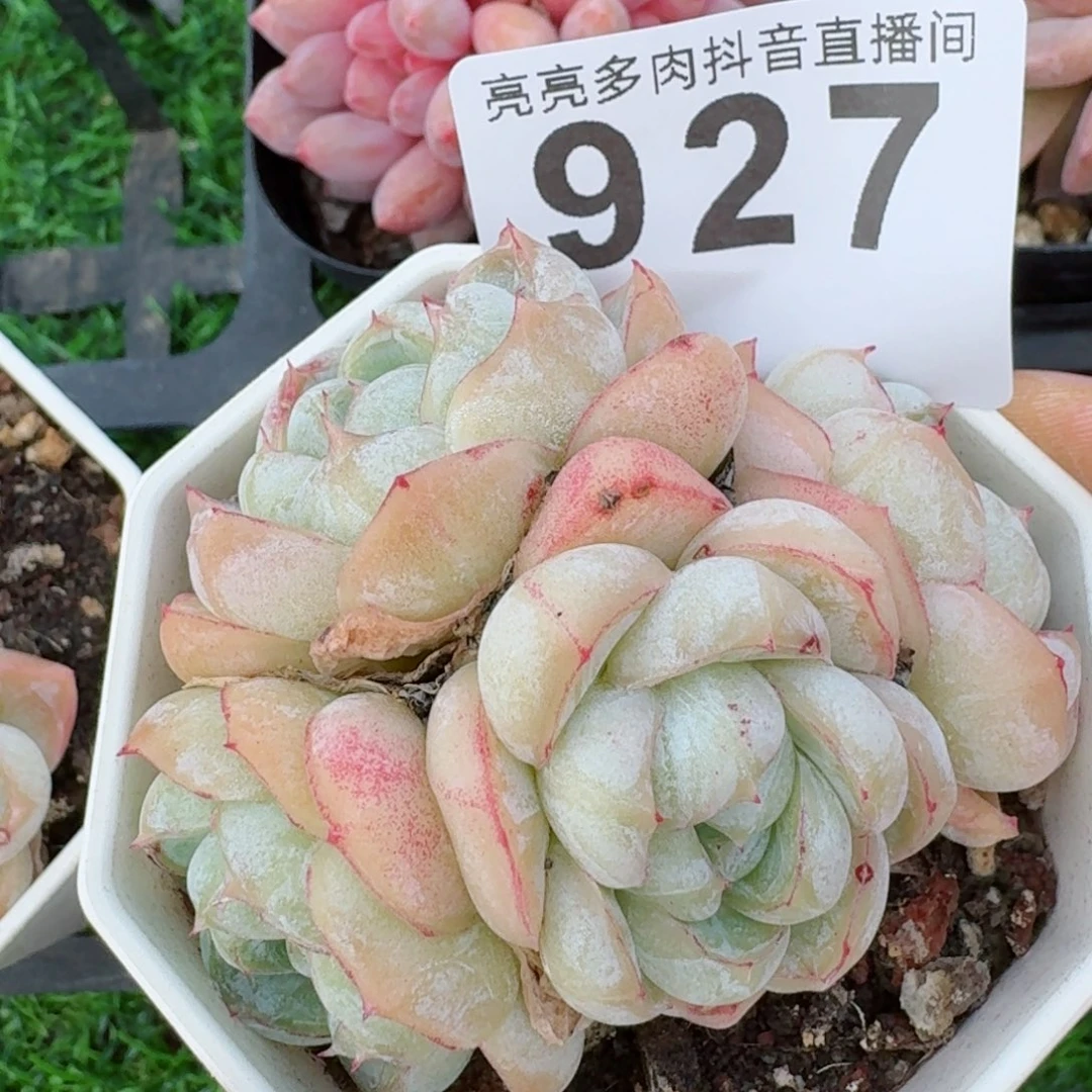 太***?胖虎         精品多肉