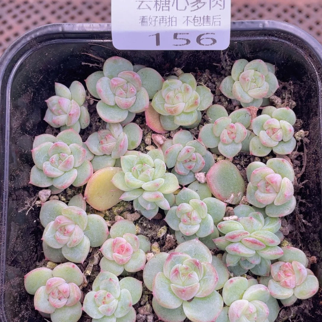 云糖心多肉植物156