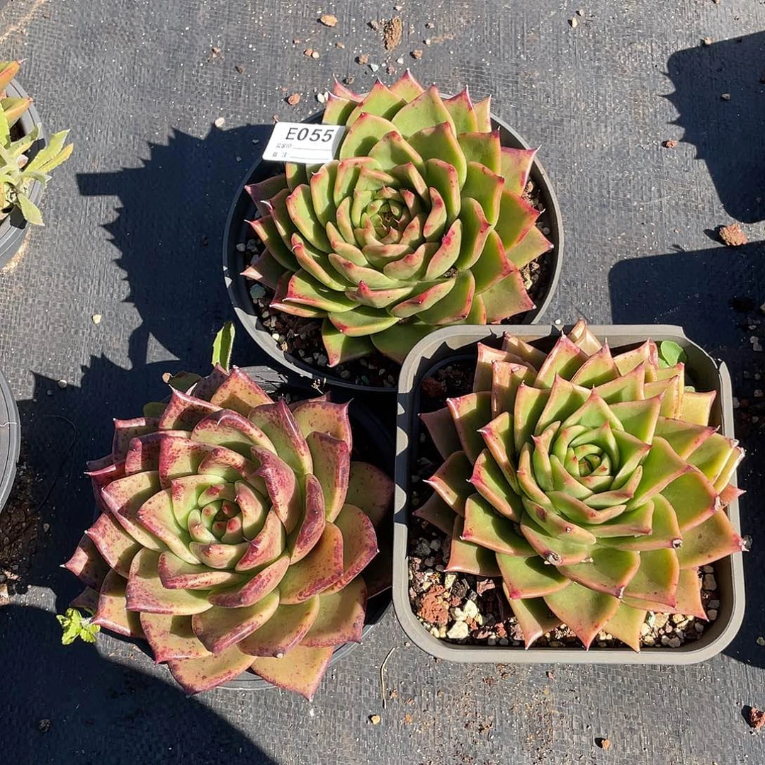 若如东云多肉E055