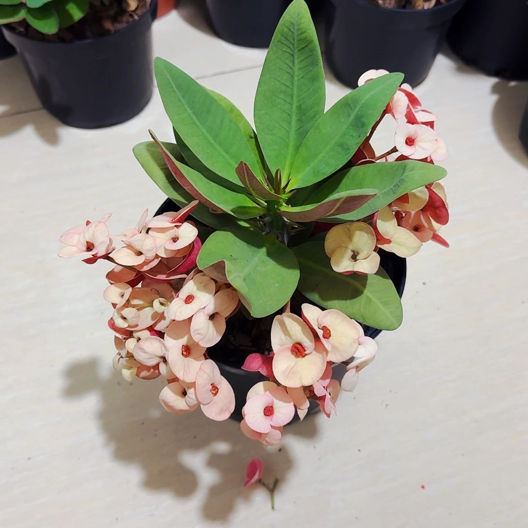 完全开放双面丽人直播间一物一拍