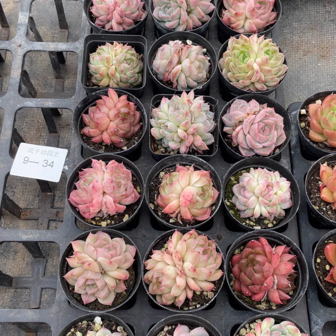 一物一拍18棵9-34