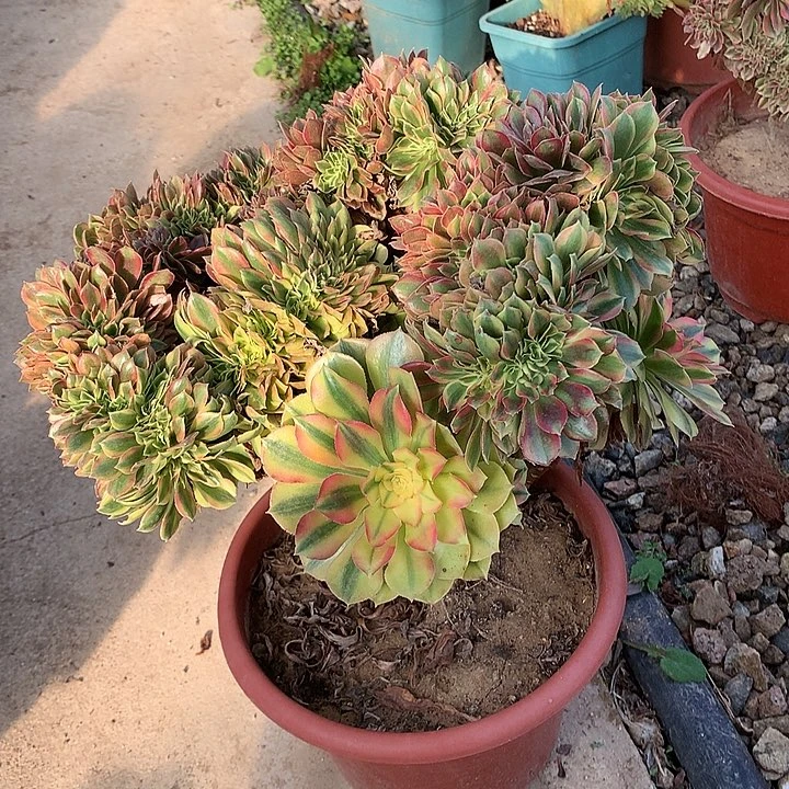 斑斓缀化脱土发户呀