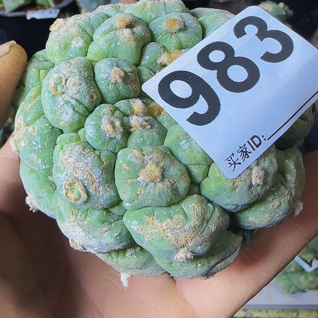 闹*皱尤983仙人球的