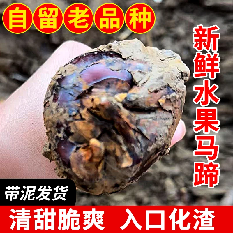云南新鲜水果马蹄荸荠新鲜大果特大果农家自产自销老品种种子批发