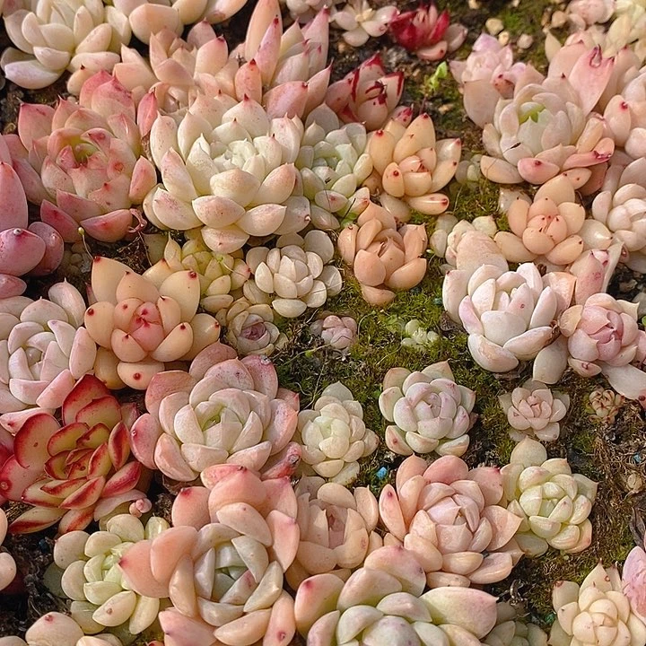 256 多肉植物盆栽花卉植物