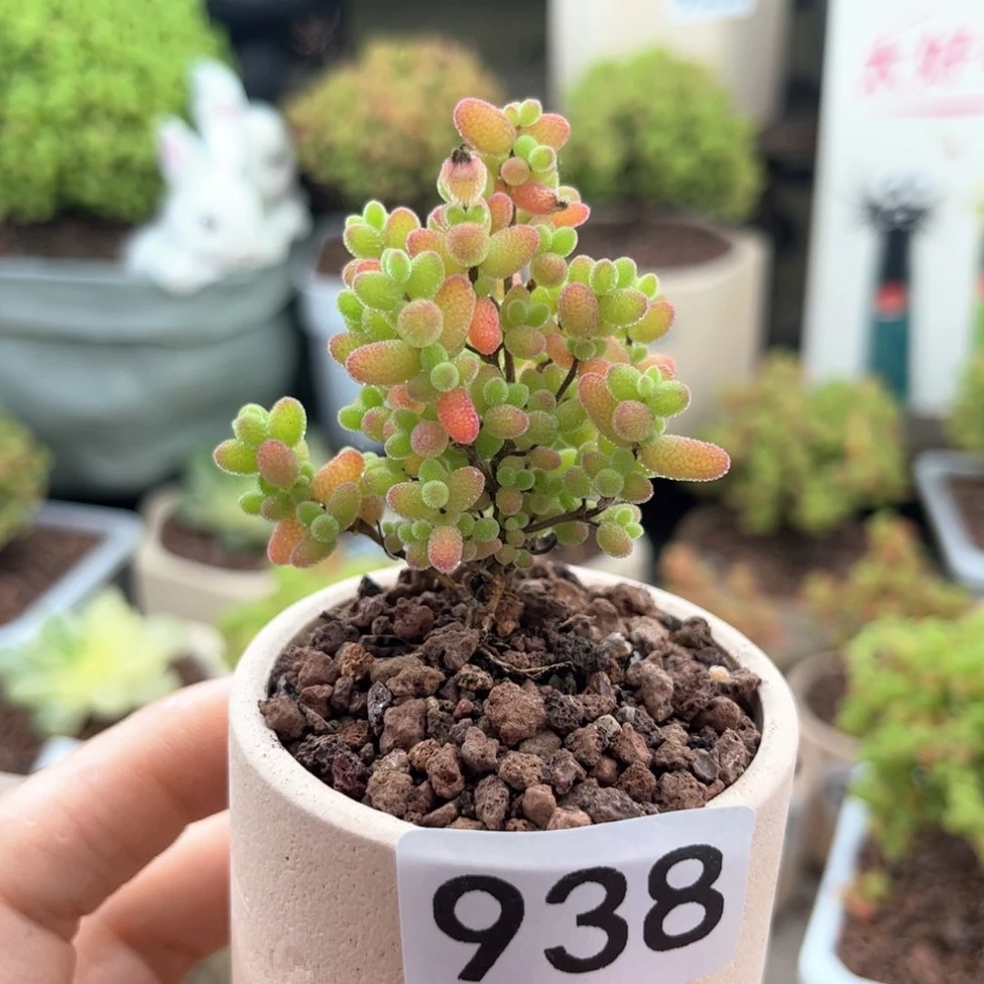 无花朵938蜜桔可爱多肉