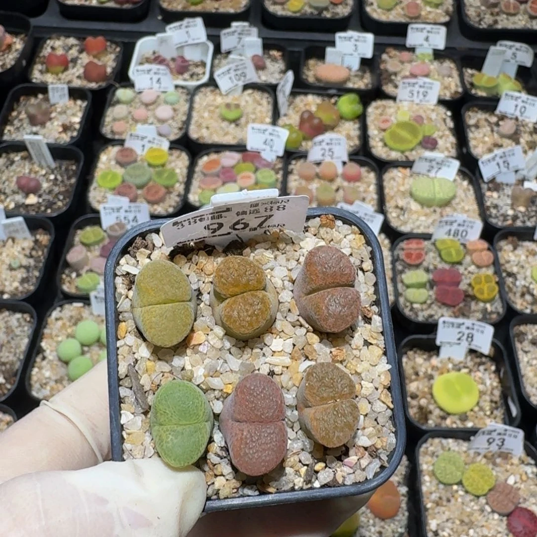 狄***哒zzzz生石花肉锥967