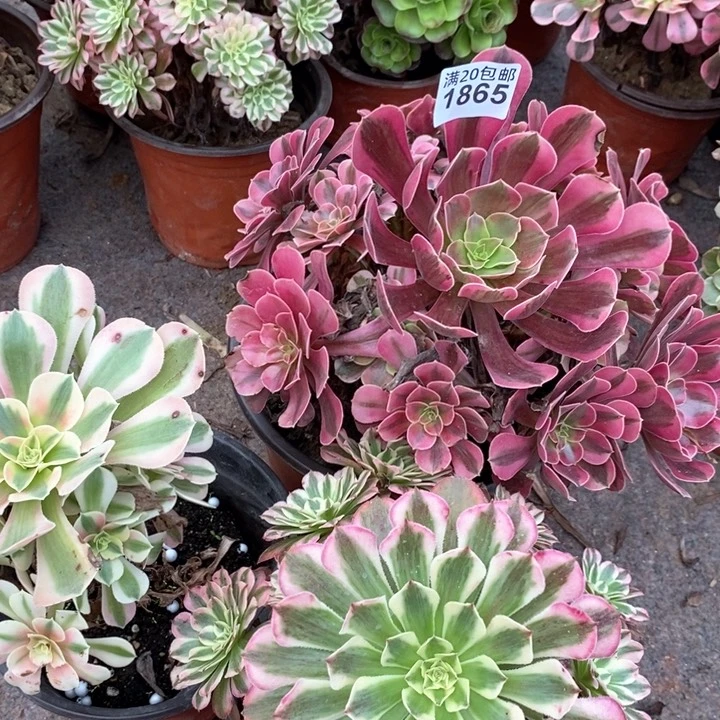 1865 三颗法师多肉