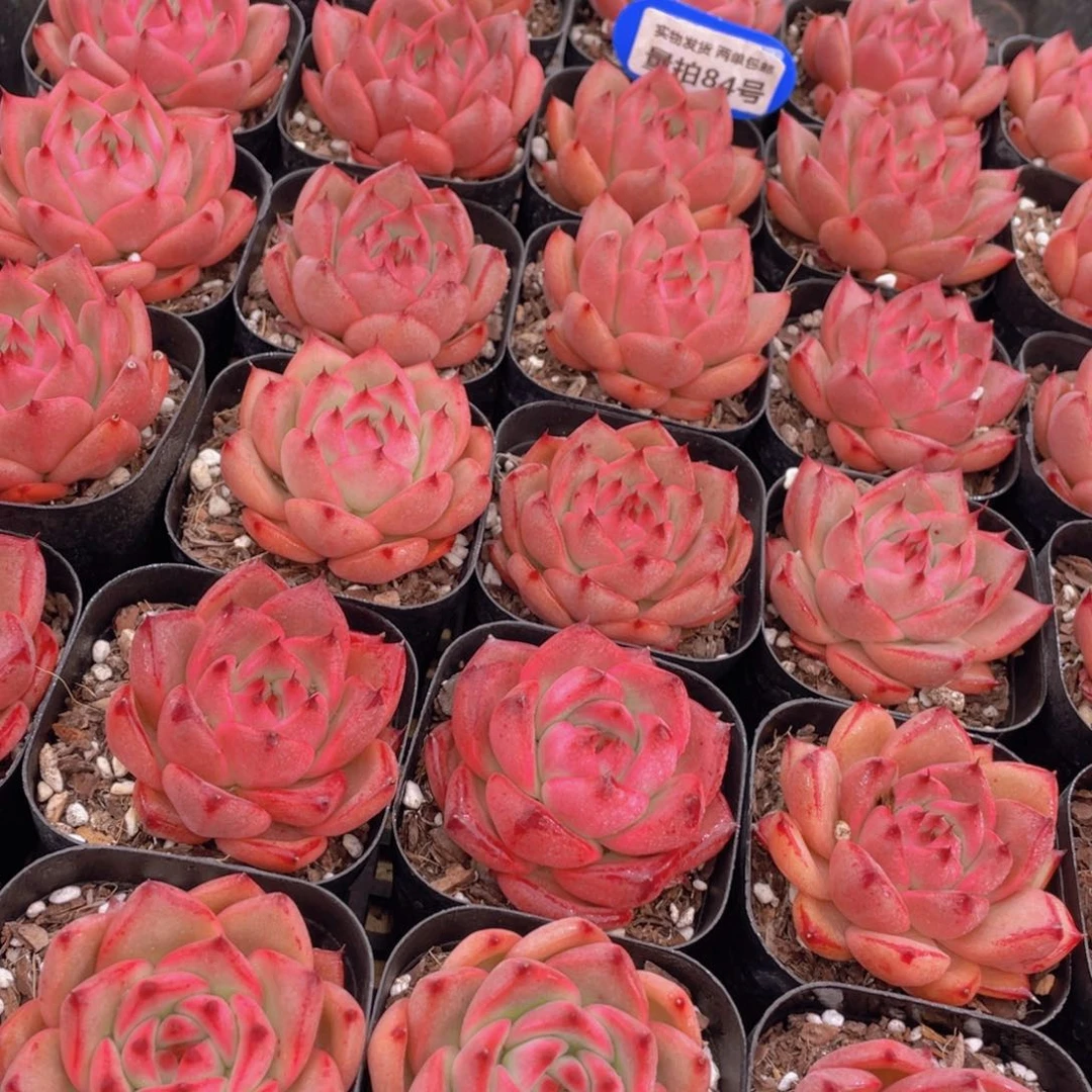 量拍84号 狮子座单头2个