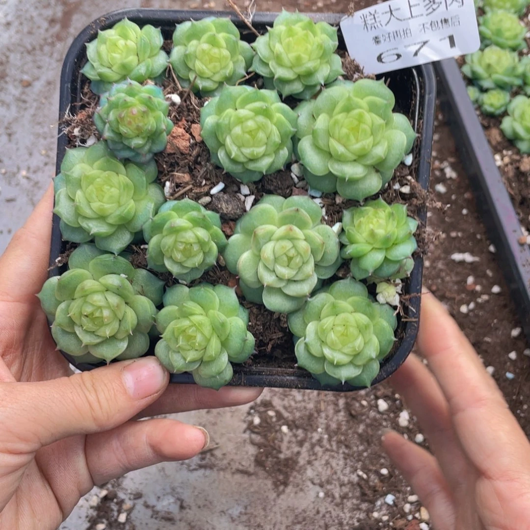 糕大上多肉植物671