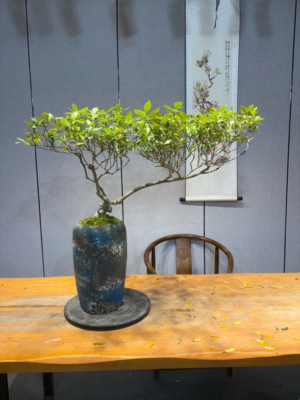 笑笑园艺一物一拍